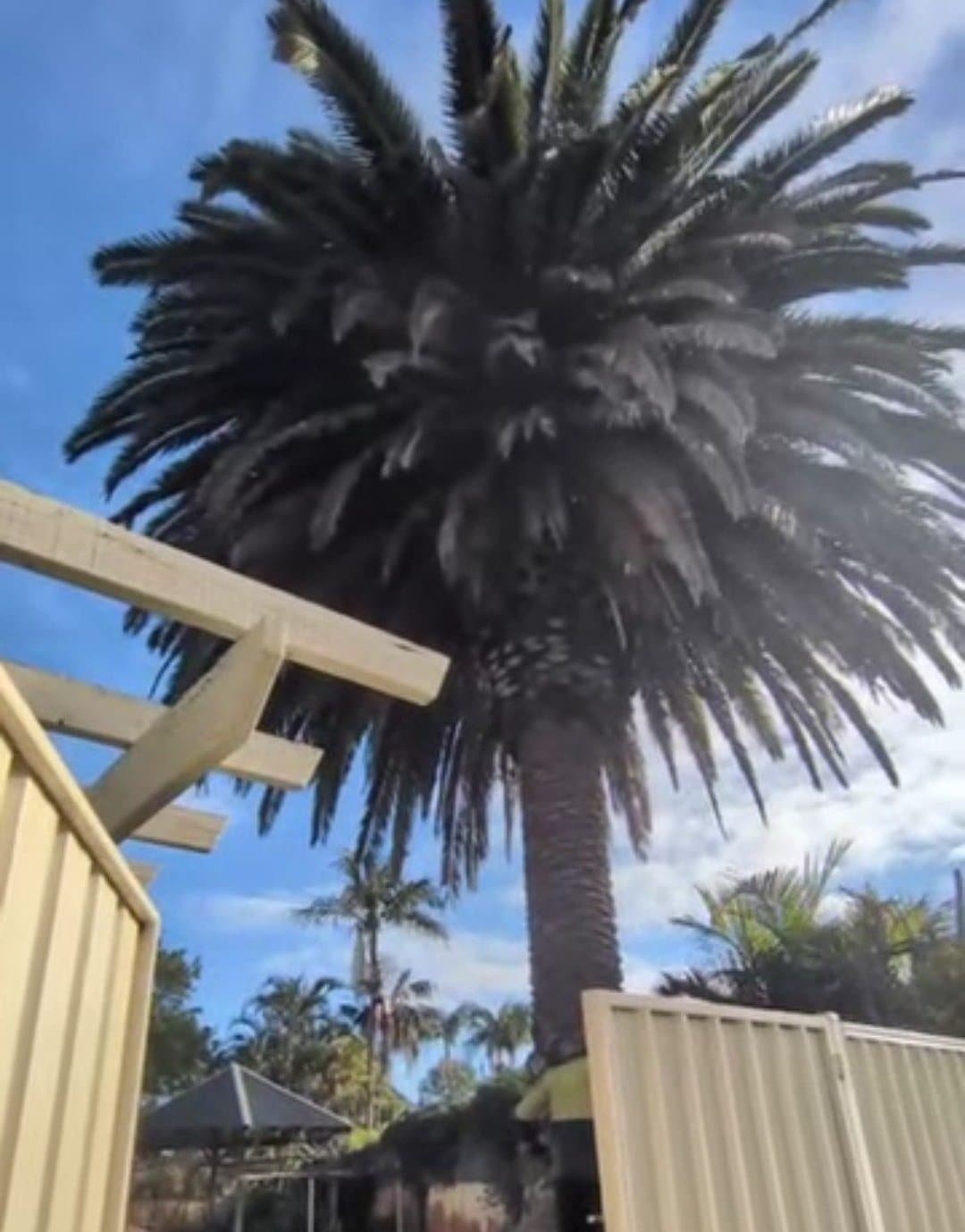 Canary Island date palm removal
