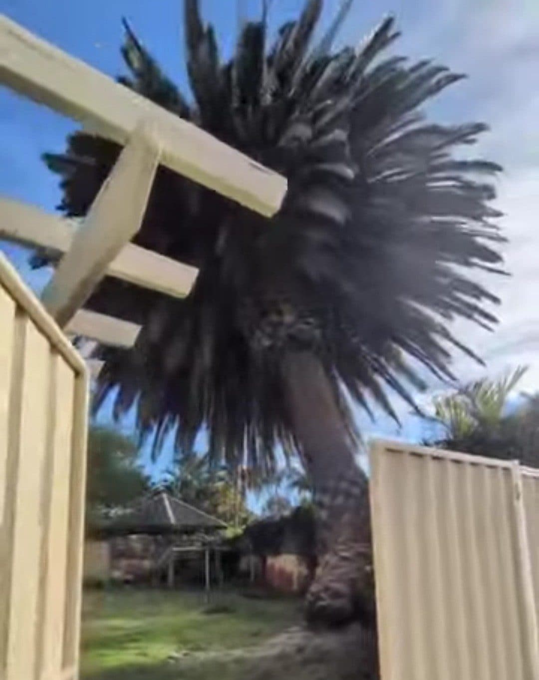 Canary Island date palm removal