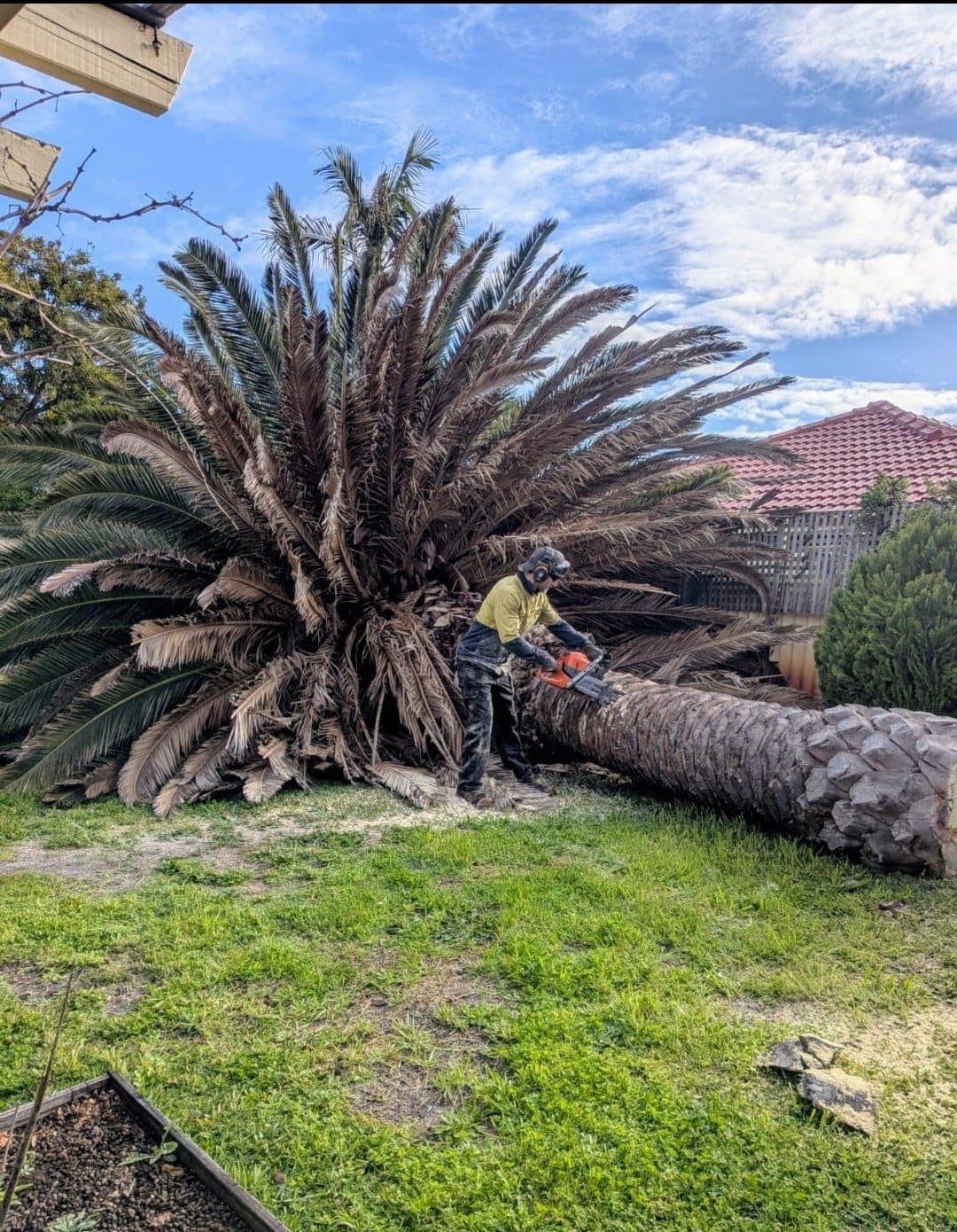 Canary Island date palm removal