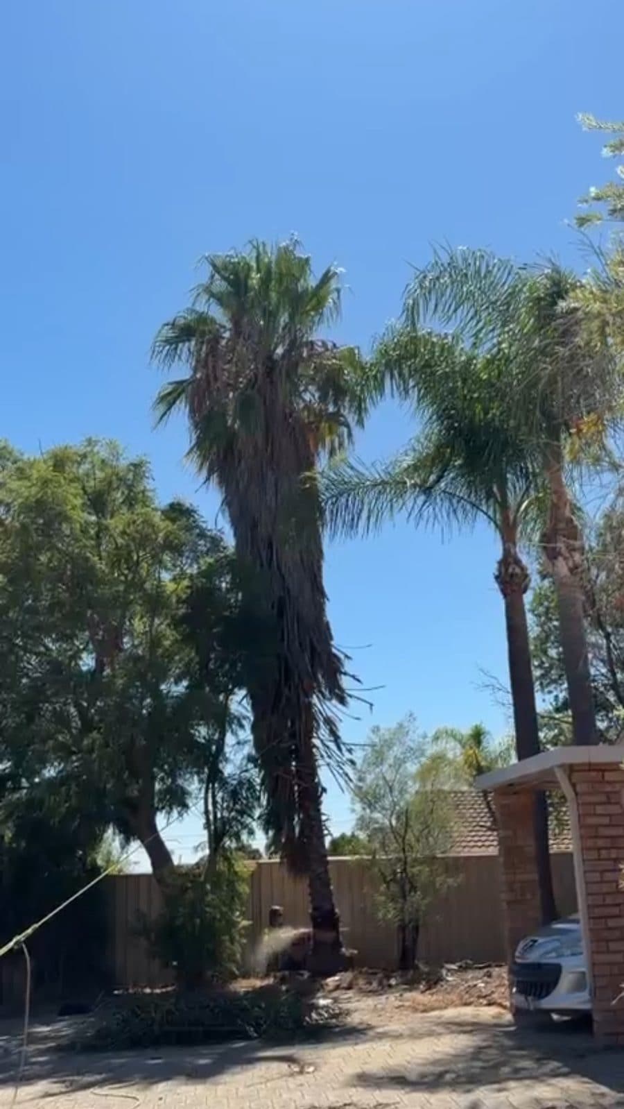 Cotton palm removal