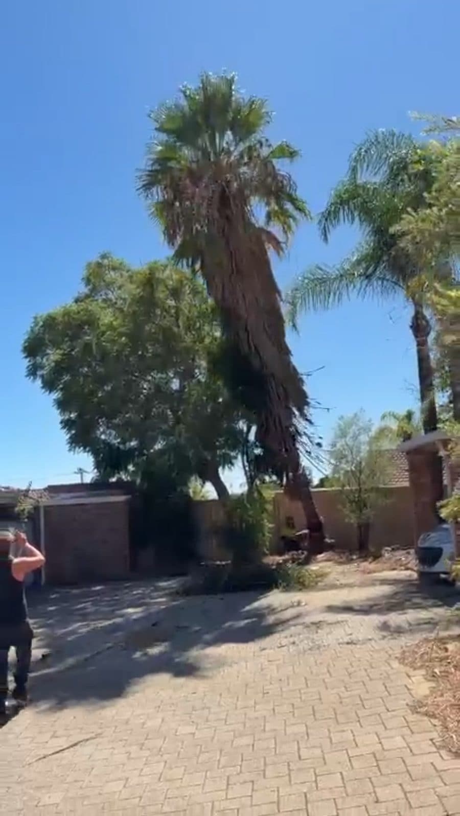 Cotton palm removal
