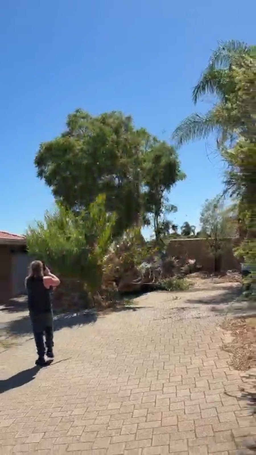 Cotton palm removal