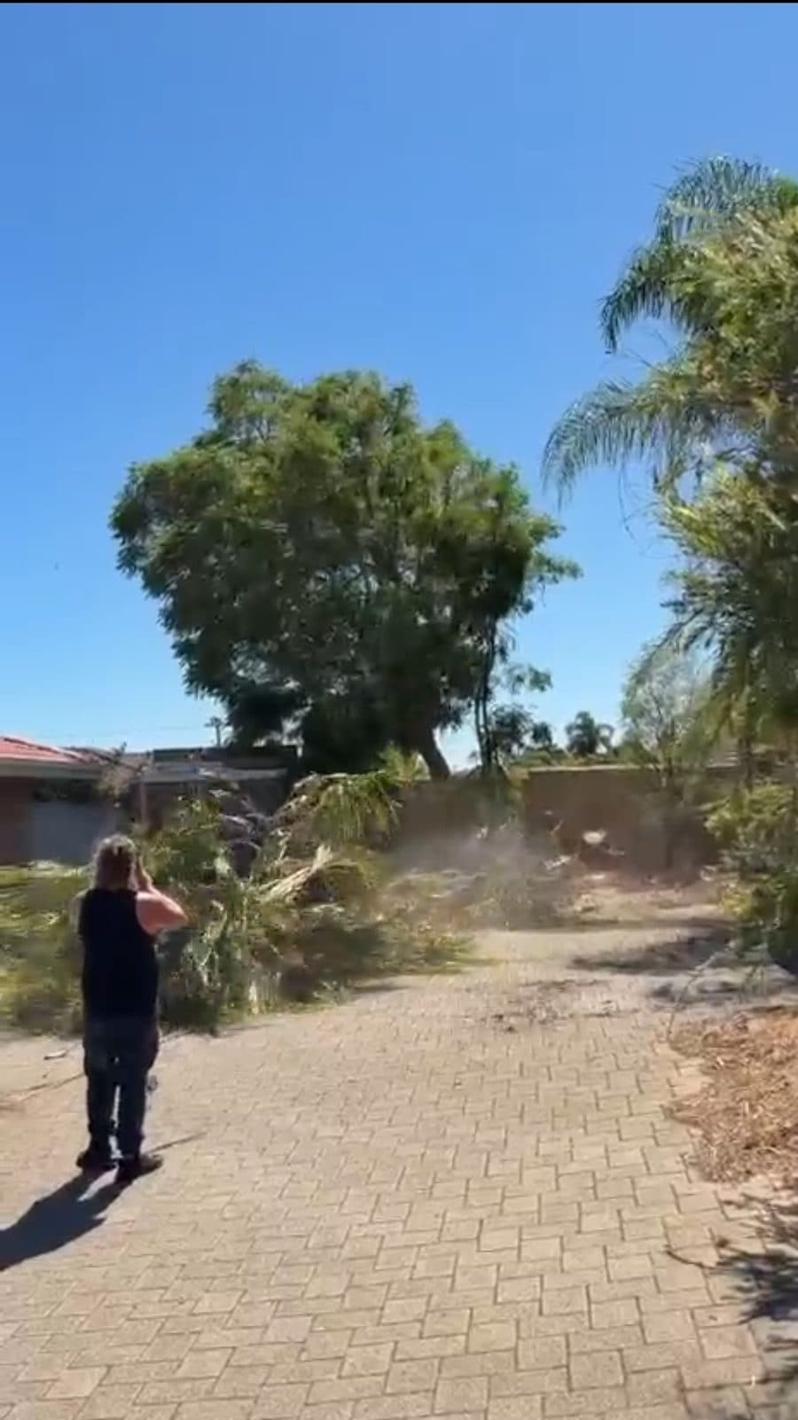 Cotton palm removal