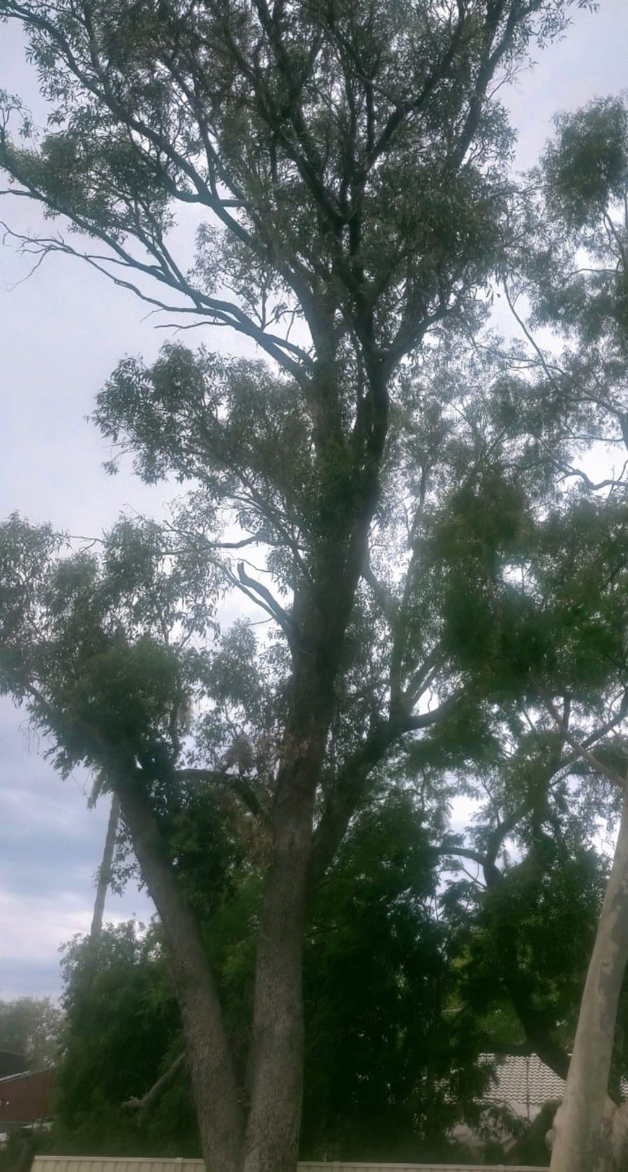 Gum removal, backyard job