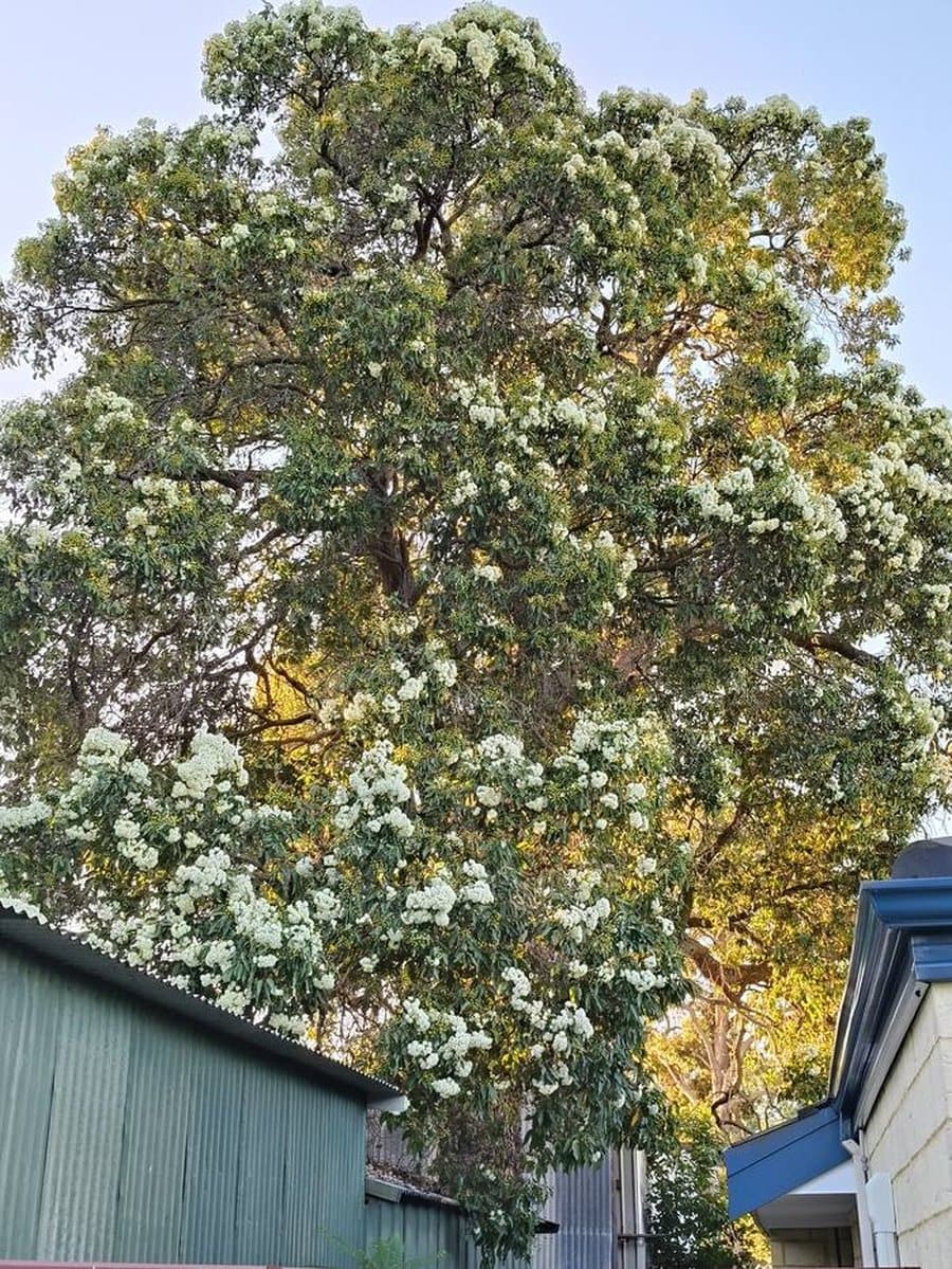 Gum tree removal