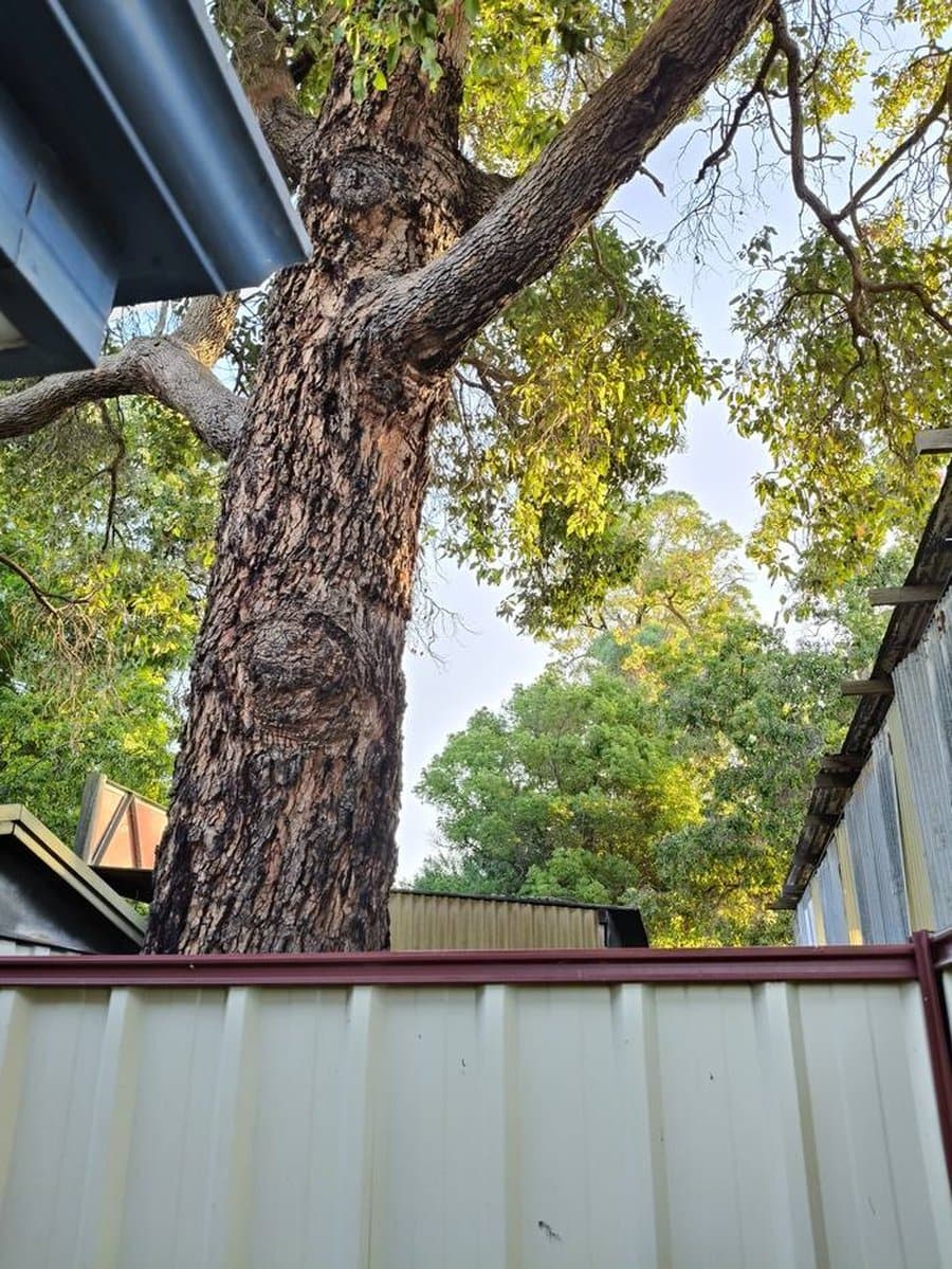 Gum tree removal