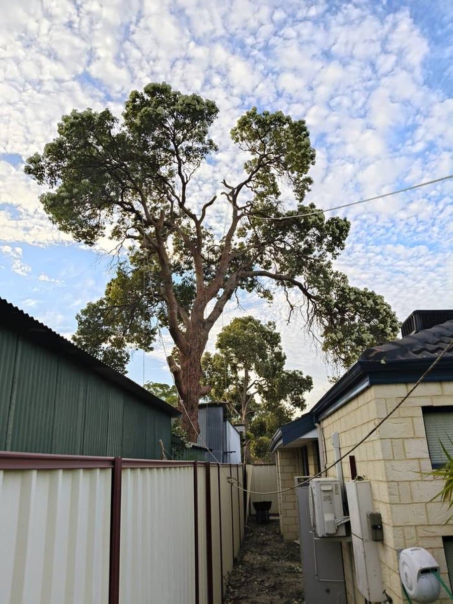 Gum tree removal