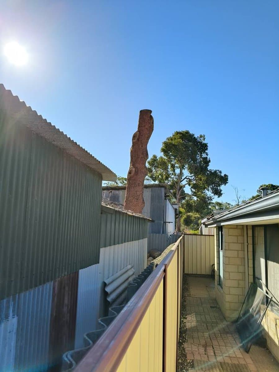 Gum tree removal