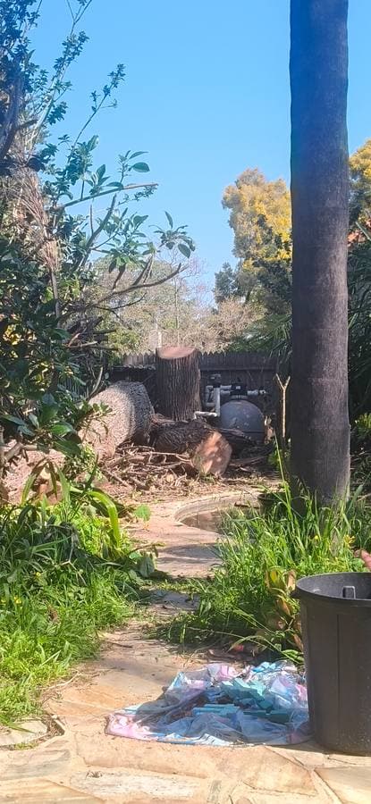 Pine removal aftermath