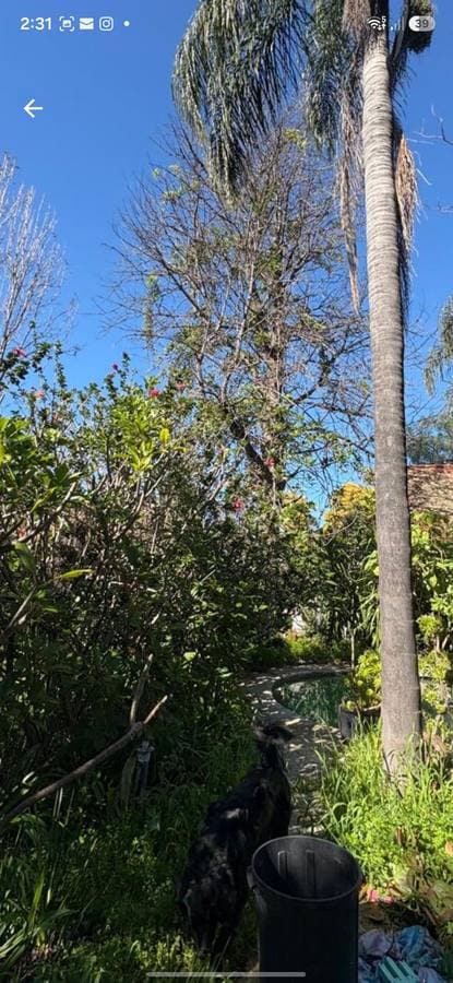 Pine tree removal next to pool