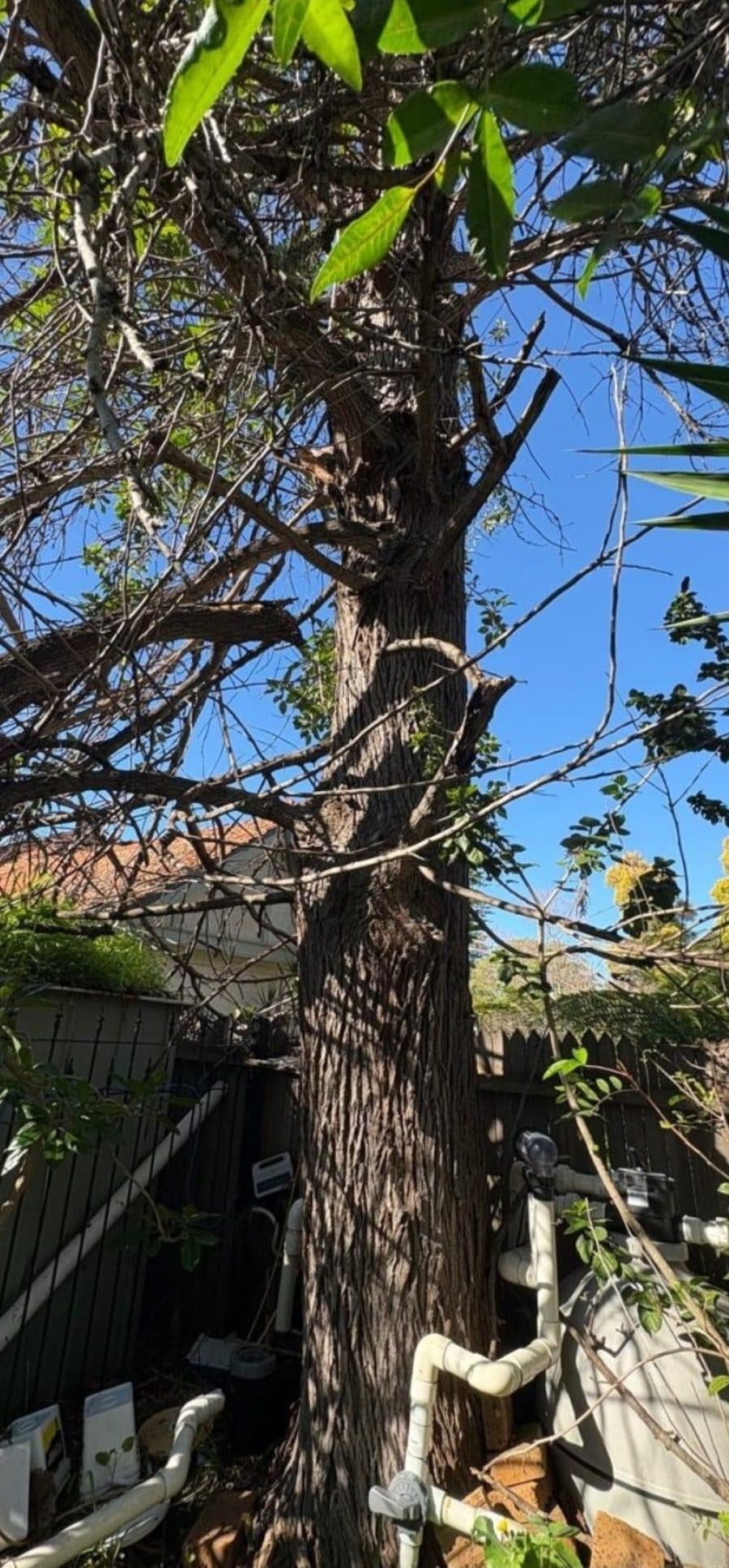 Pine tree removal next to pool