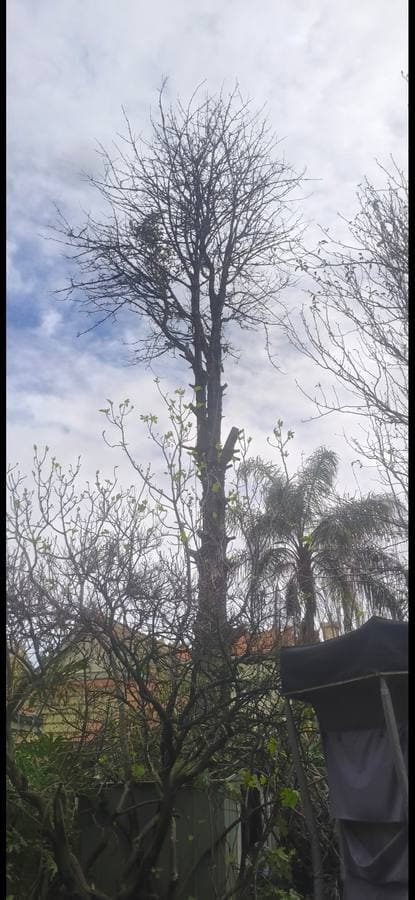 Pine tree removal next to pool