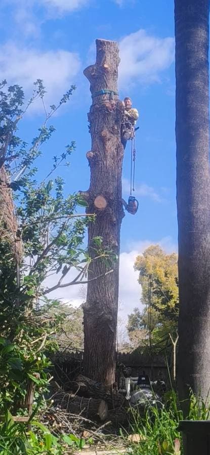 Pine tree removal next to pool